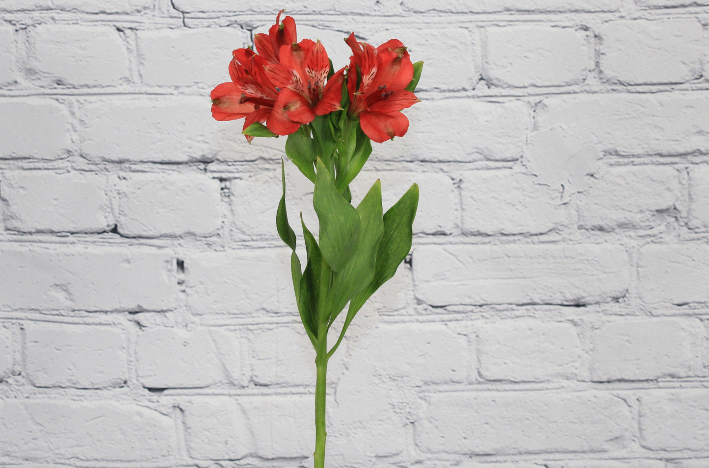 Fresh & Natural Alstroemeria - Red