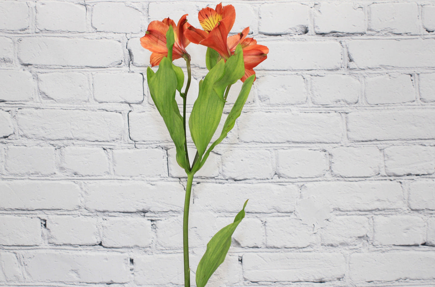 Fresh & Natural Alstroemeria - Orange