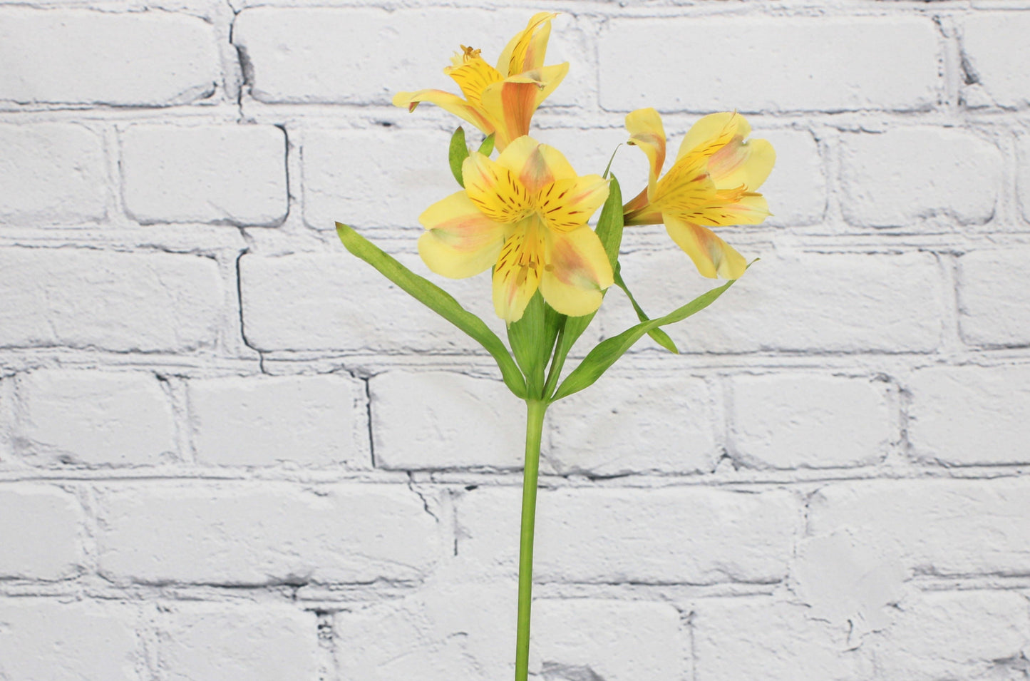 Fresh & Natural Alstroemeria - Yellow