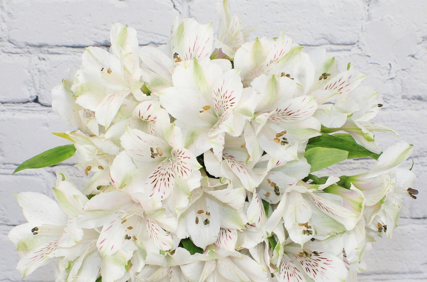 Fresh & Natural Alstroemeria - White