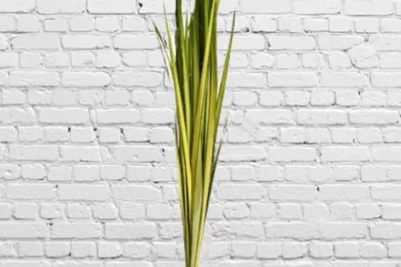 Fresh & Natural Palm Strips