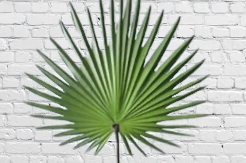 Fresh & Natural Palm Fans