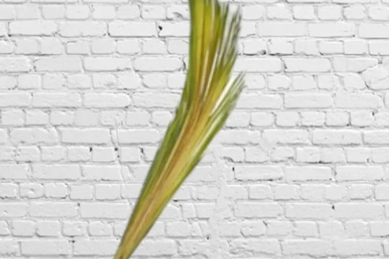 Fresh & Natural Palm Buds