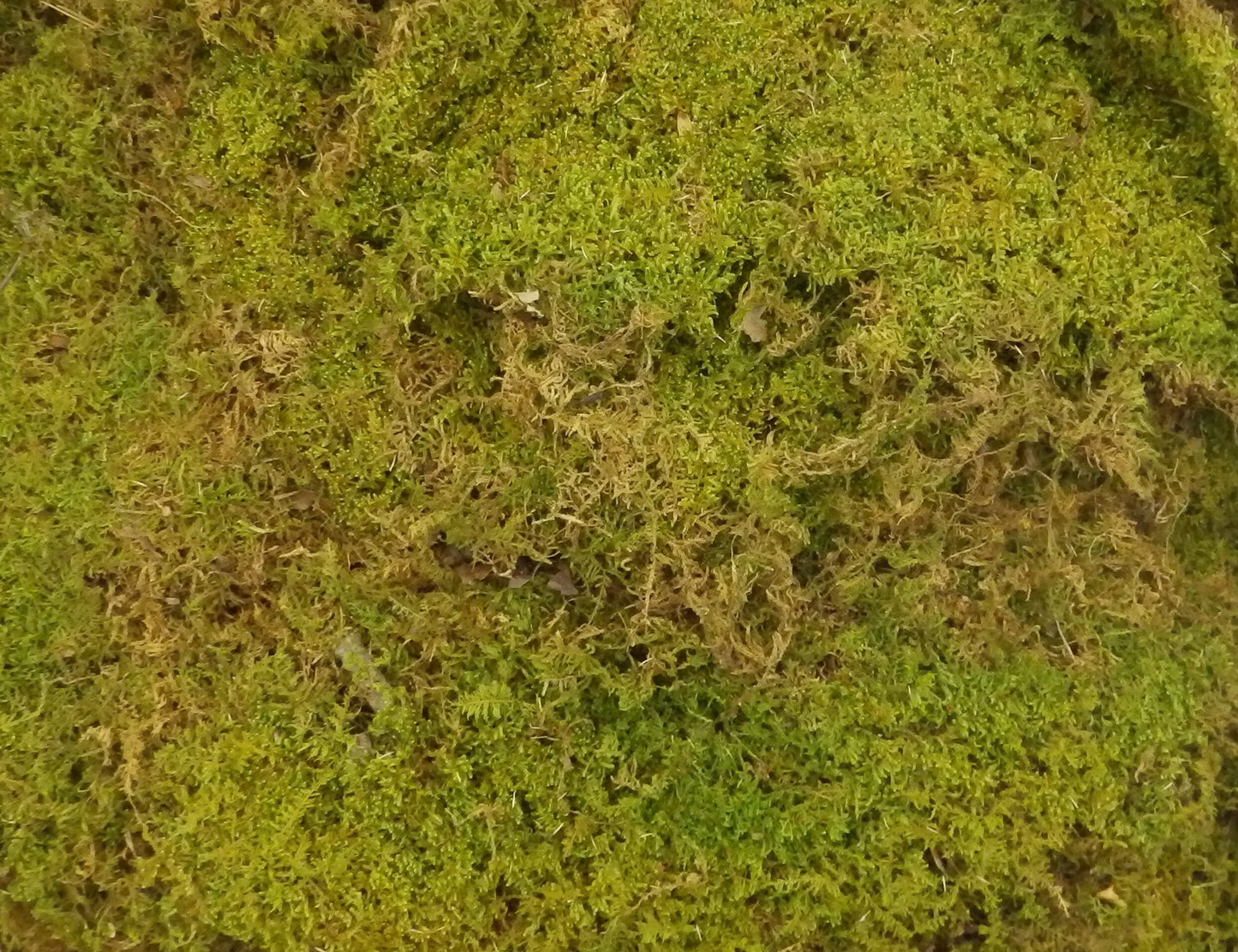 Fresh & Natural Sheet Moss