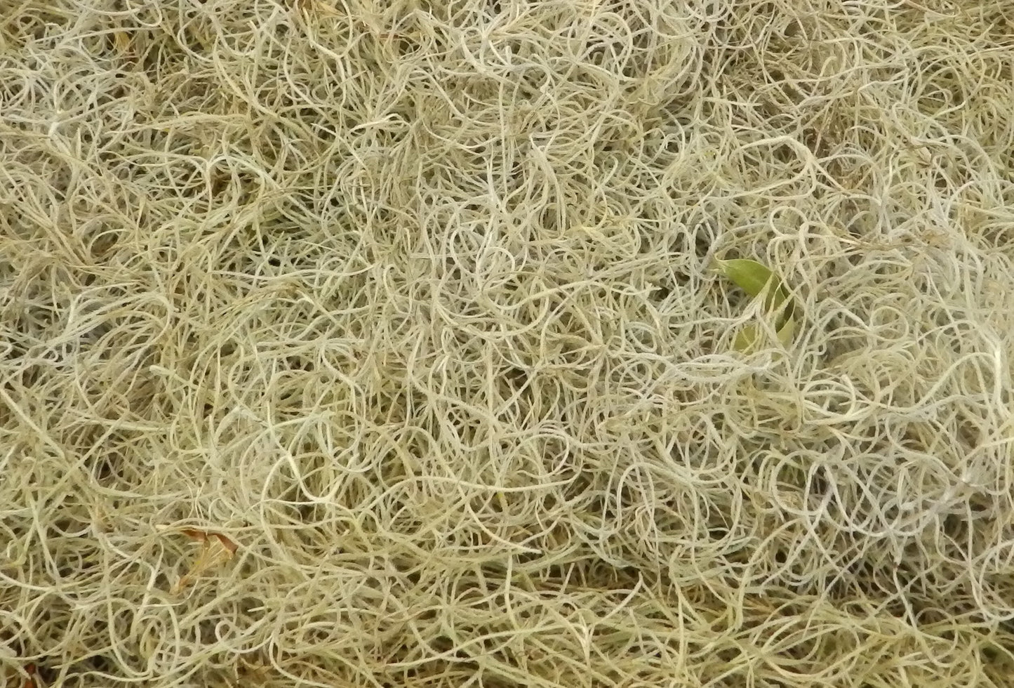 Fresh & Natural Spanish Moss