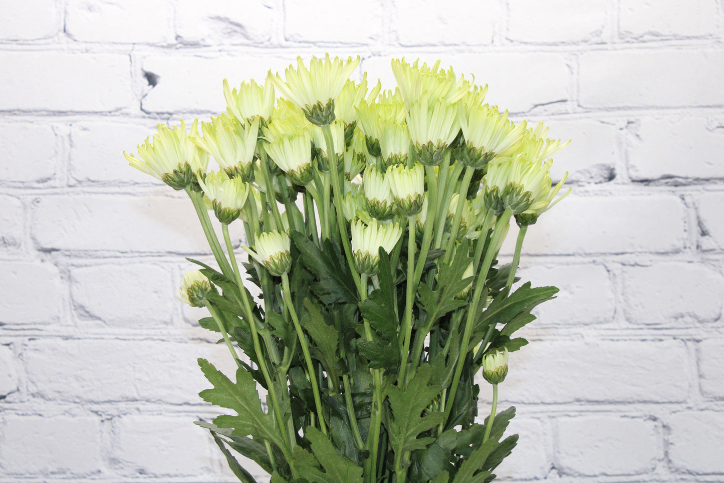 Fresh & Natural Pompon Cushion - Green