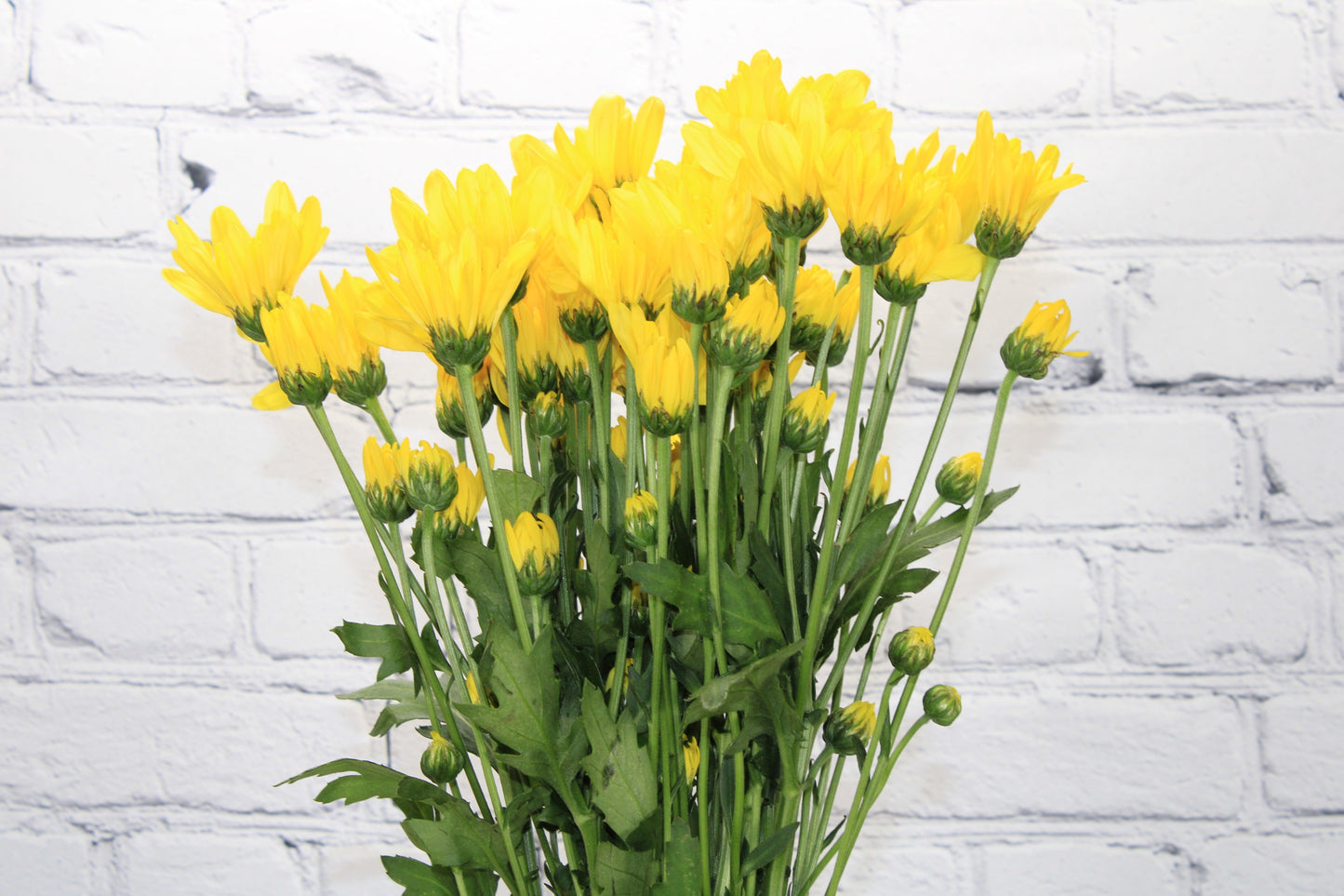 Fresh & Natural Pompon Cushion - Yellow