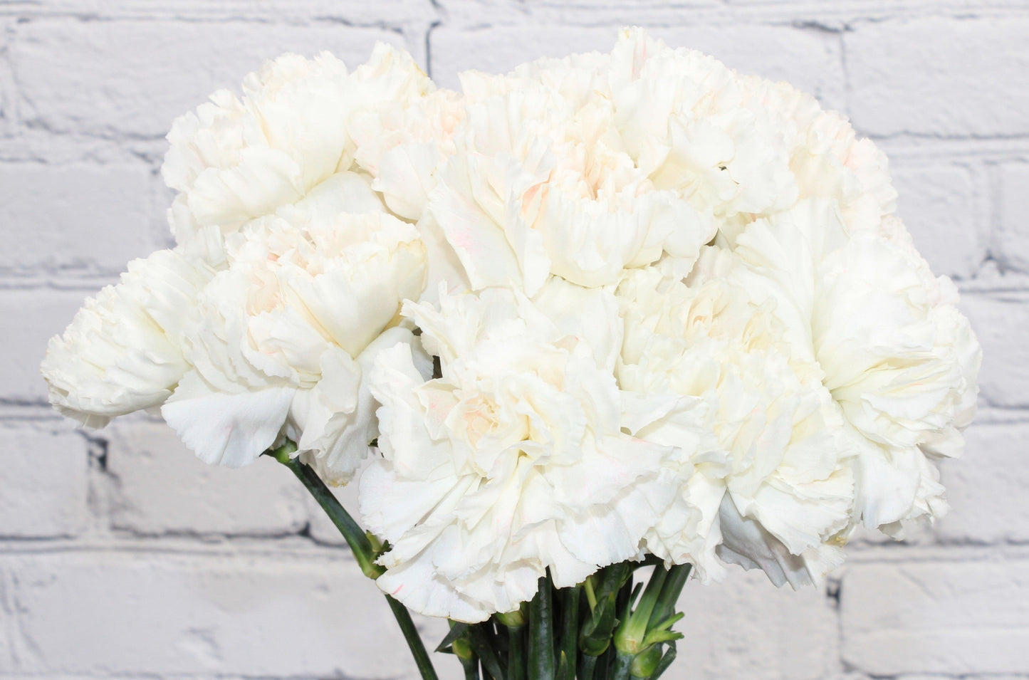 Fresh & Natural Carnations - White