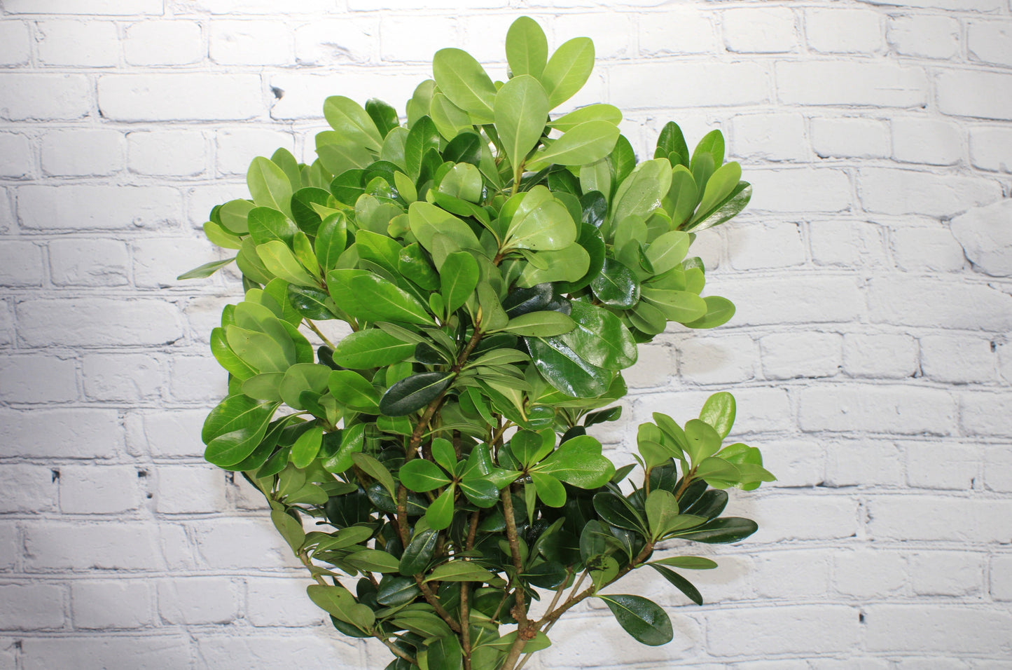 Fresh & Natural Pittosporum - Green