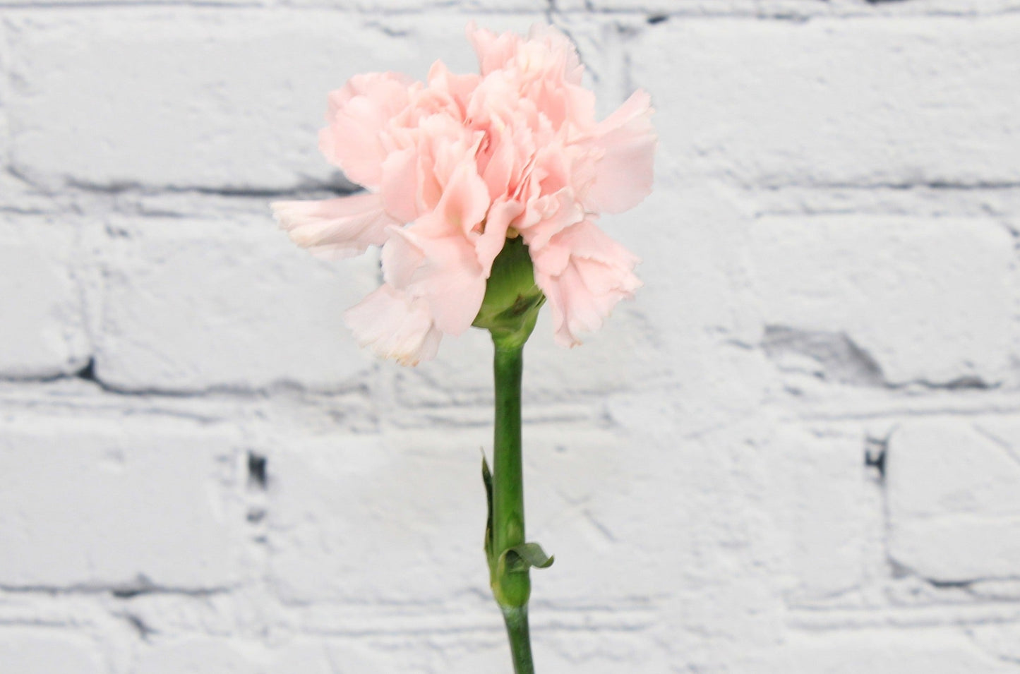 Fresh & Natural Carnations - Light Pink