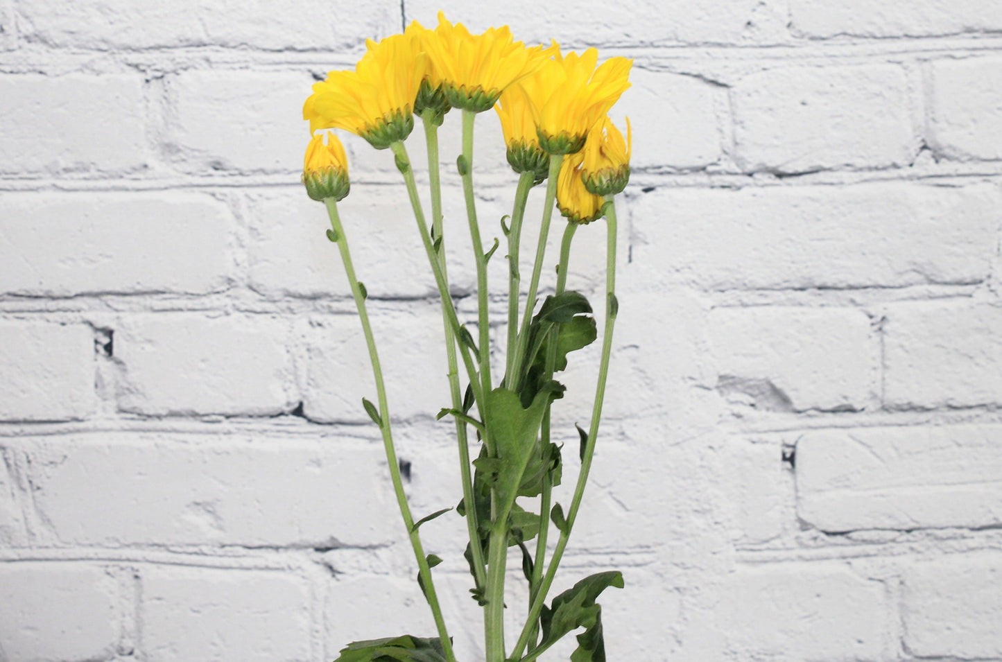 Fresh & Natural Pompon Cushion - Yellow