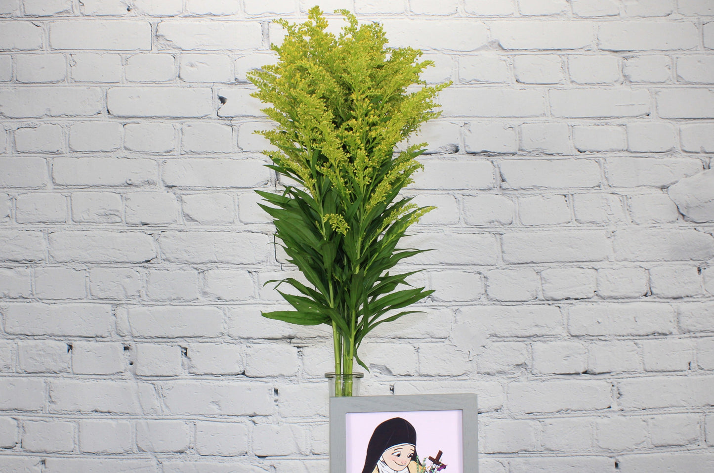 Fresco & Natural Solidago
