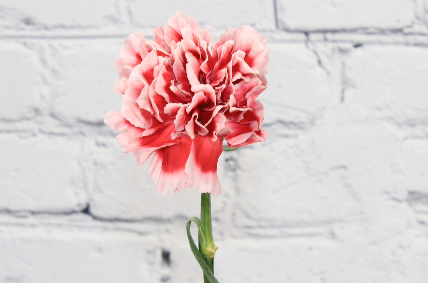Fresh & Natural Carnations - Red White Bicolor