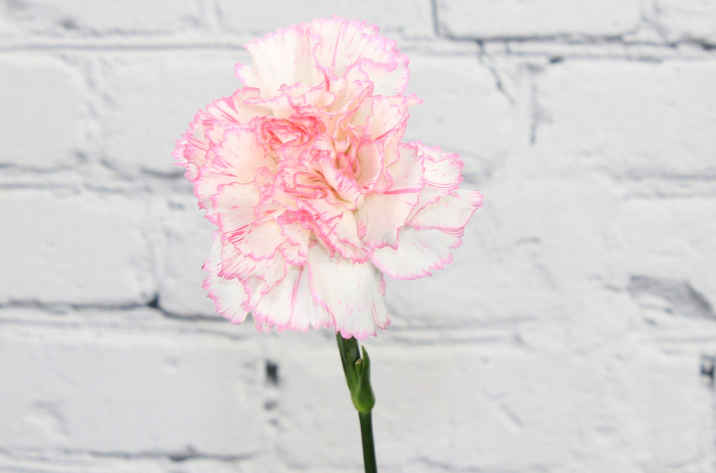 Fresh & Natural Carnations - White Pink Bicolor
