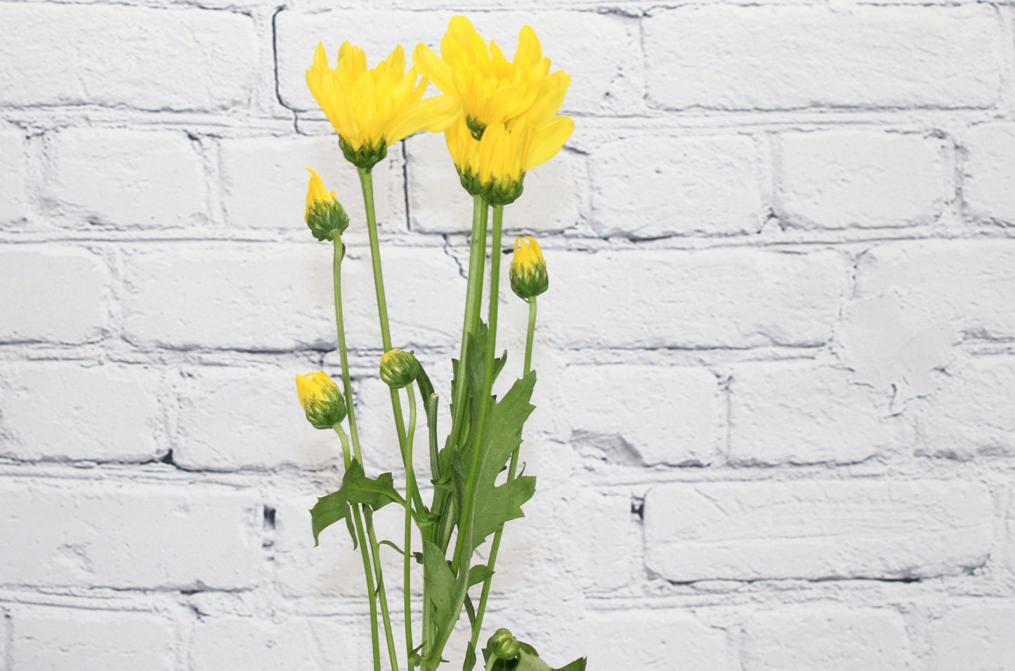 Fresh & Natural Pompon Daisy - Yellow