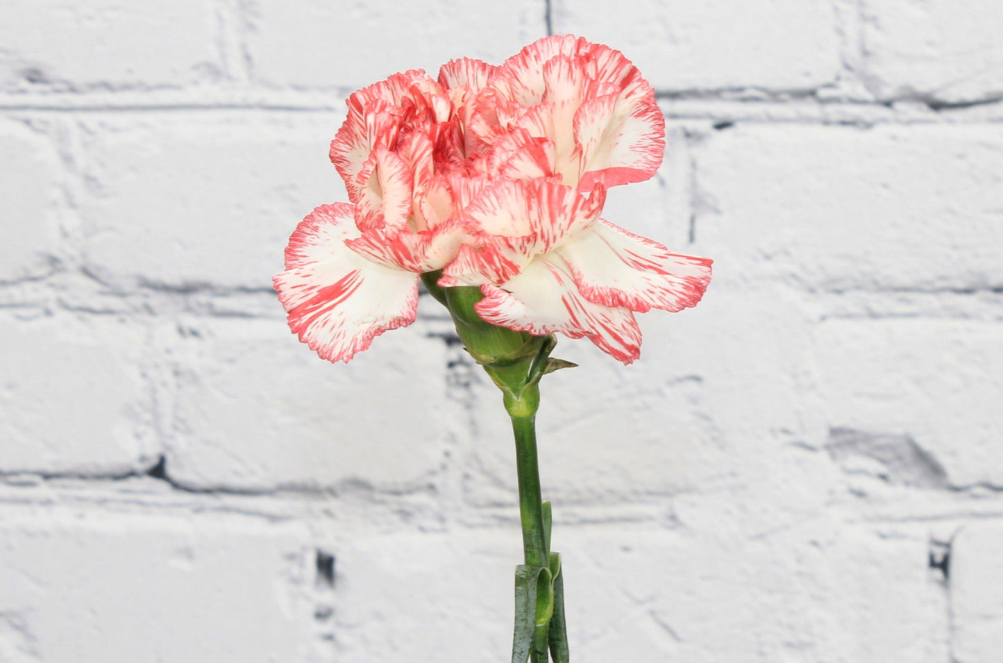 Fresco & Natural Clavel - Bicolor Blanco Rojo