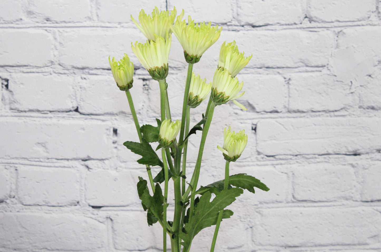 Fresh & Natural Pompon Cushion - Green