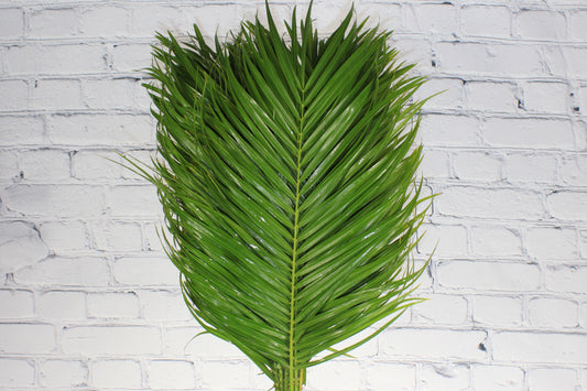 Fresh & Natural Robellini Palm