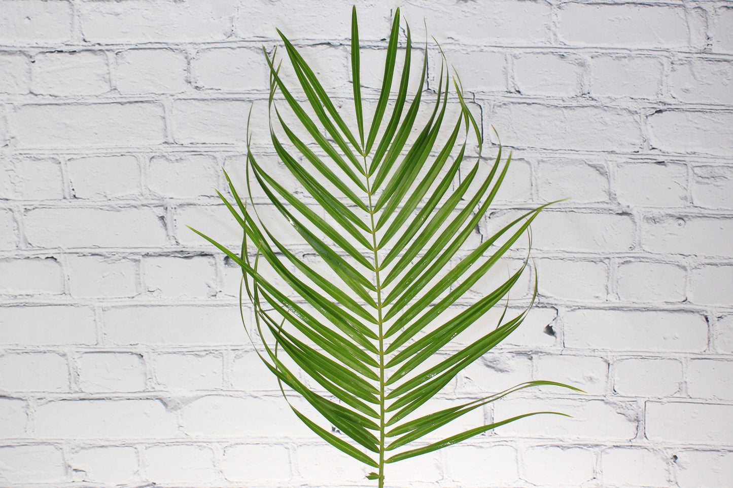 Fresh & Natural Robellini Palm