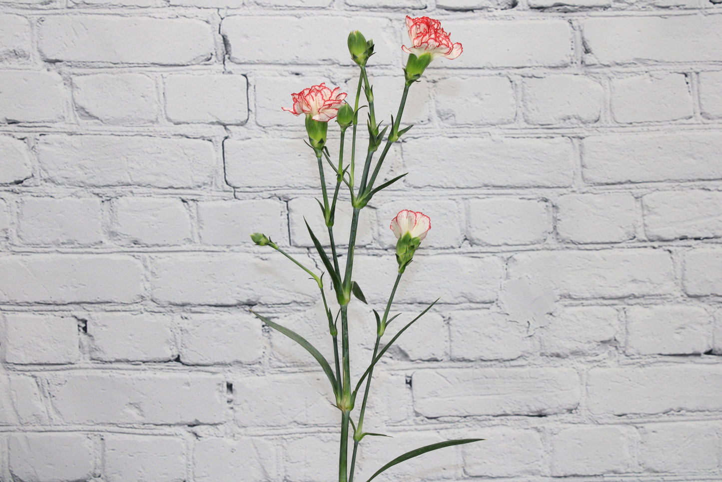 Fresco & Natural Mini Clavel - Bicolor Blanco Rojo