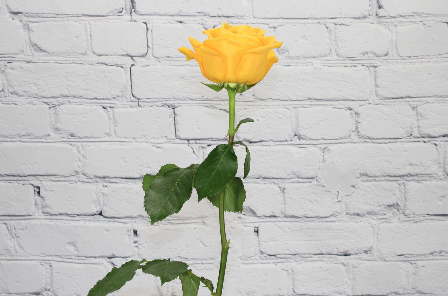 Fresca y Natural Rosa - Amarillo