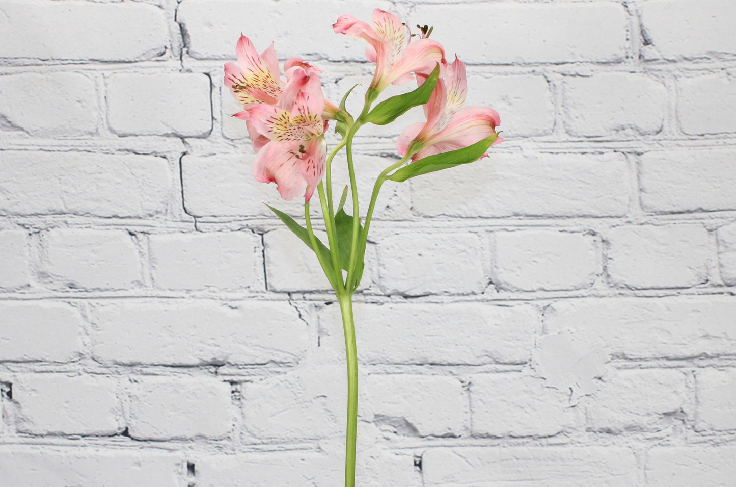 Fresca & Natural Alstroemeria - Rosado Claro