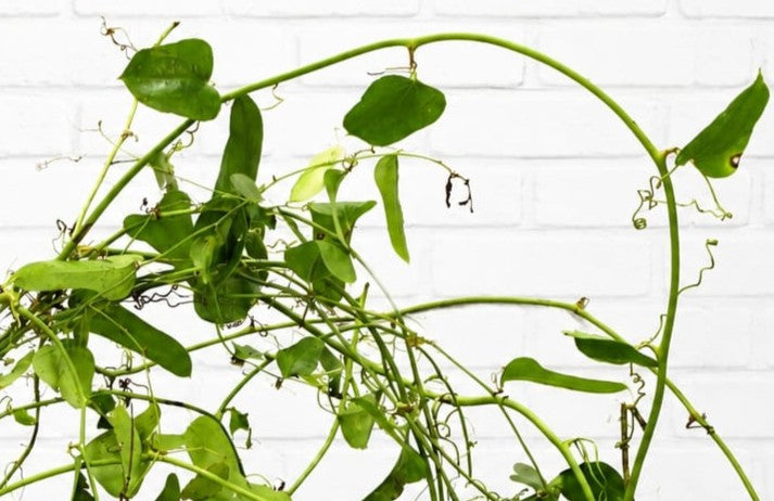 Fresh & Natural Wild Smilax