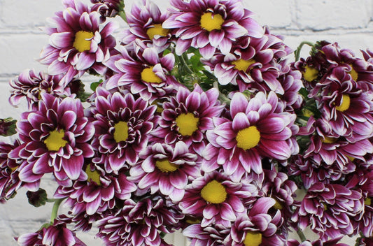 Fresh & Natural Pompon Daisy - Purple White Bicolor