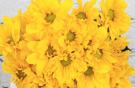 Fresh & Natural Pompon Daisy - Yellow