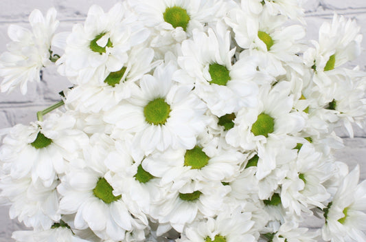 Fresh & Natural Pompon Daisy - White