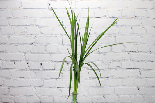 Fresh & Natural Lily Grass - Green