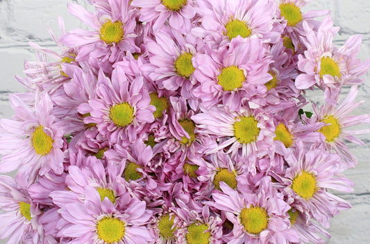 Fresh & Natural Pompon Daisy - Lavender