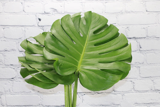 Fresh & Natural Monstera