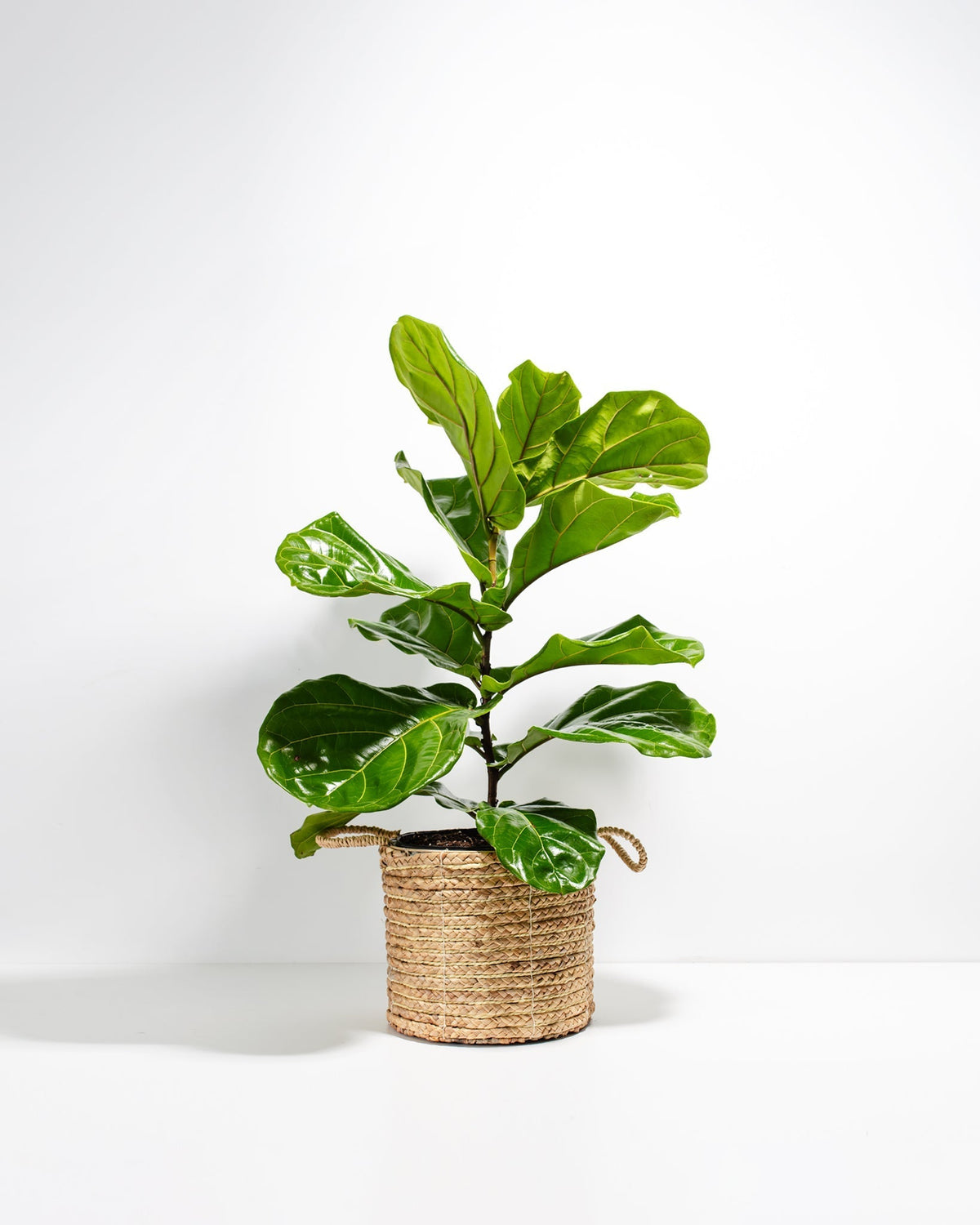 Fiddle Leaf Fig Tree (Ficus lyrata)