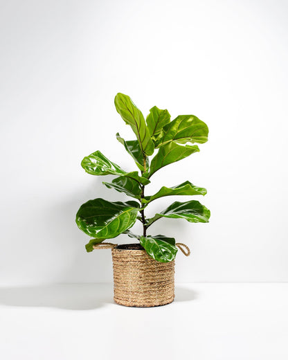 Fiddle Leaf Fig Tree (Ficus lyrata)