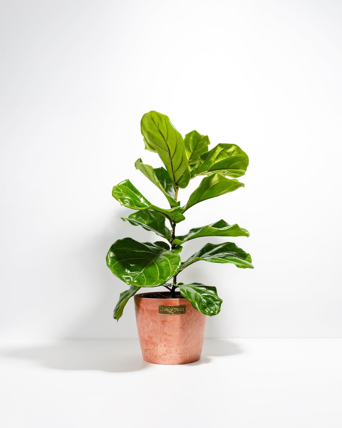Fiddle Leaf Fig Tree (Ficus lyrata)