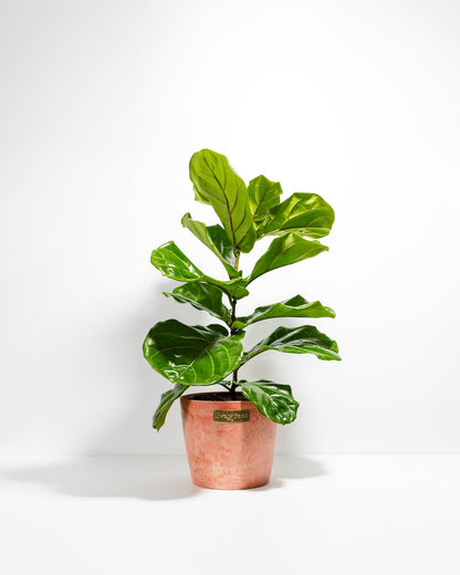 Fiddle Leaf Fig Tree (Ficus lyrata)