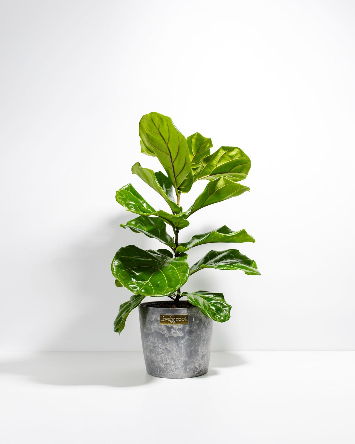 Fiddle Leaf Fig Tree (Ficus lyrata)