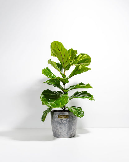 Fiddle Leaf Fig Tree (Ficus lyrata)