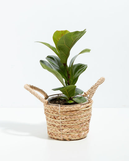 Fiddle Leaf Fig Tree (Ficus lyrata)