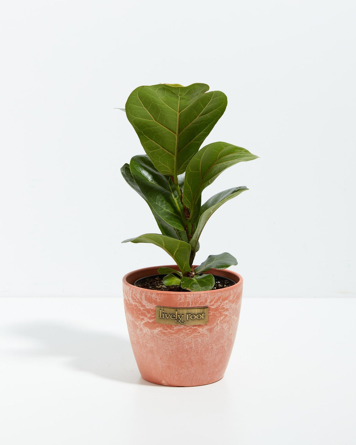 Fiddle Leaf Fig Tree (Ficus lyrata)