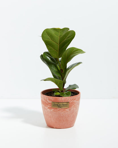Fiddle Leaf Fig Tree (Ficus lyrata)