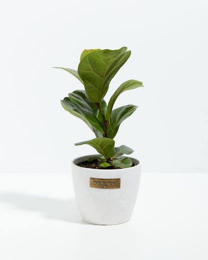 Fiddle Leaf Fig Tree (Ficus lyrata)