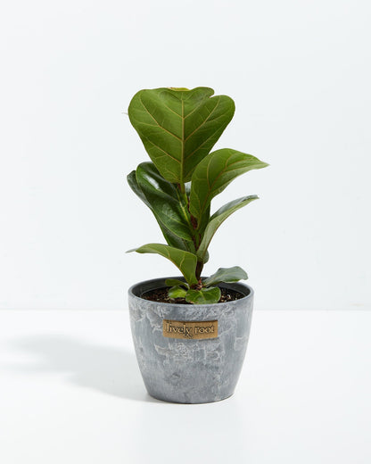 Fiddle Leaf Fig Tree (Ficus lyrata)