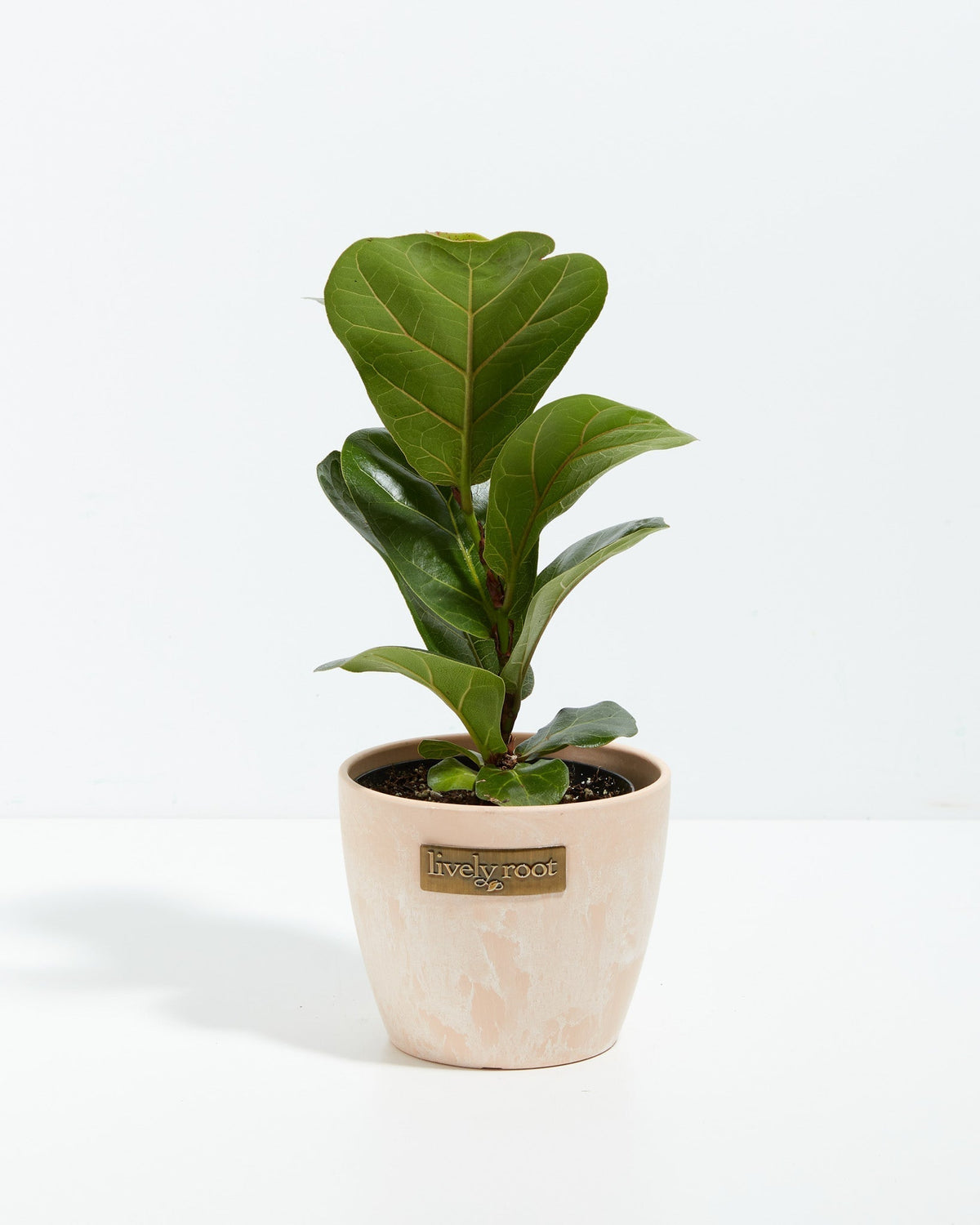Fiddle Leaf Fig Tree (Ficus lyrata)