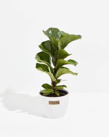 Fiddle Leaf Fig Tree (Ficus lyrata)