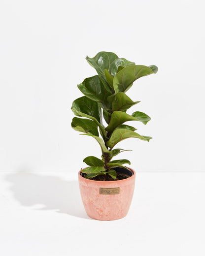 Fiddle Leaf Fig Tree (Ficus lyrata)