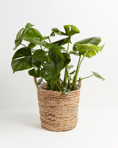 Monstera Deliciosa (Split Leaf Philodendron)
