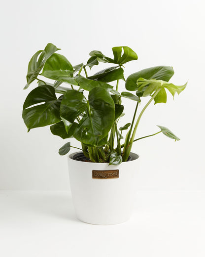 Monstera Deliciosa (Split Leaf Philodendron)