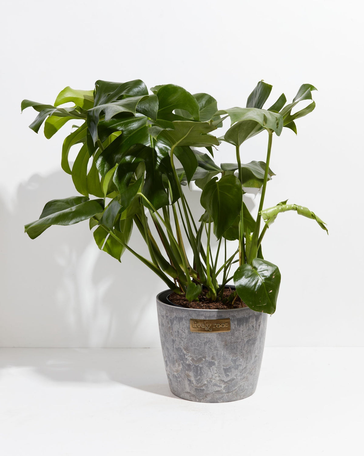 Monstera Deliciosa (Split Leaf Philodendron)